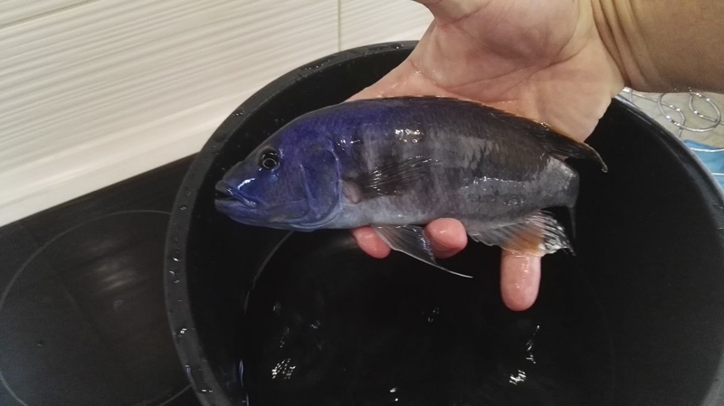 Tyrannochromis nigriventer